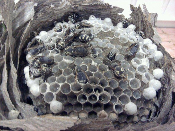 Joan Boudro's album, Hornets
