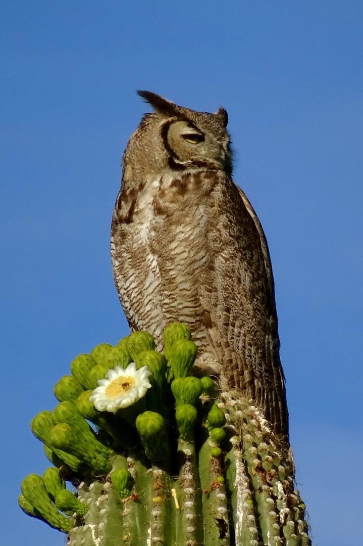 Whoooo