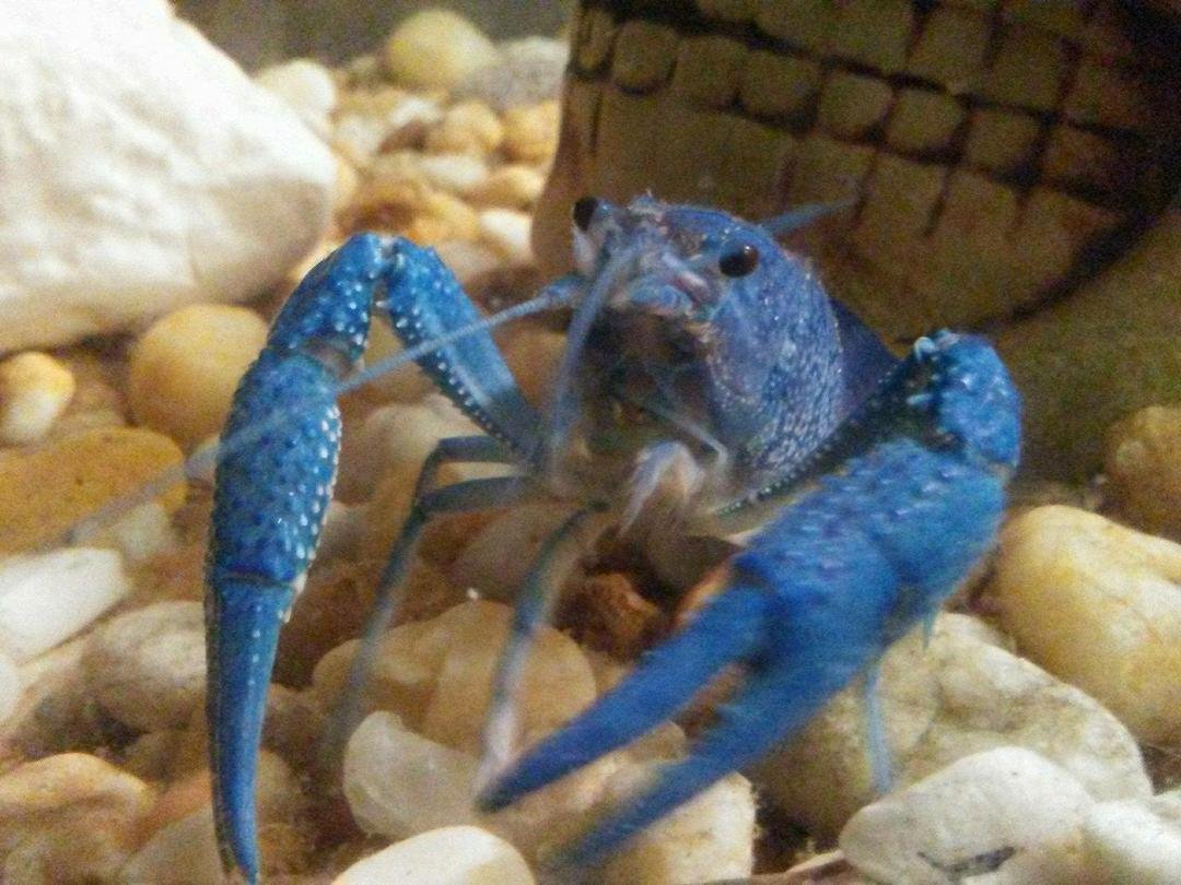 Our new addition to our fish tank.  He's weird but pretty.  He is a scavenger for the crap on the bottom of the tank. Don't know how big he gets.