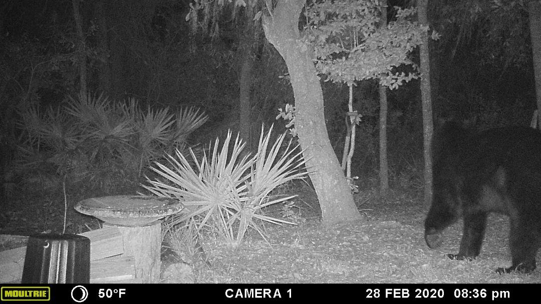 Now, this is a BIG bear!!! He came to visit a couple nights ago!