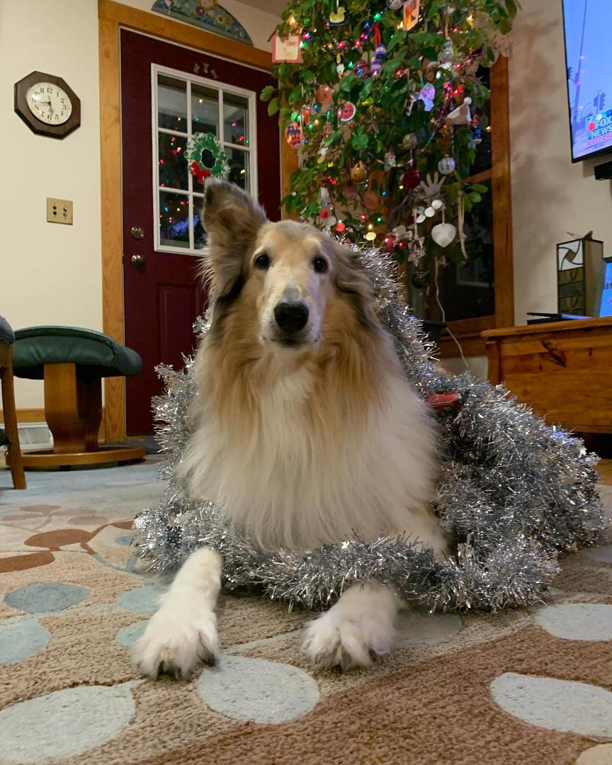 Bring it on! “Waiting diligently for the Christmas activity?” Tippy nodded yes. #christmasexcitement #waiting #puppyfun #seasonsgreetings #lodi #lodiwi #alldeckedout #hohoho