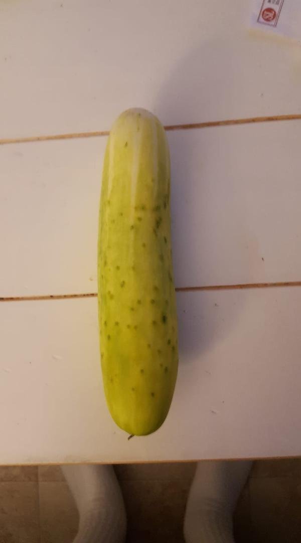 How about this a albino cucumber from the garden!