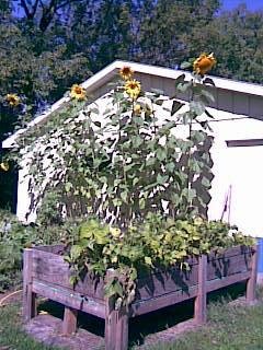 David Jackson's album, sunflowers