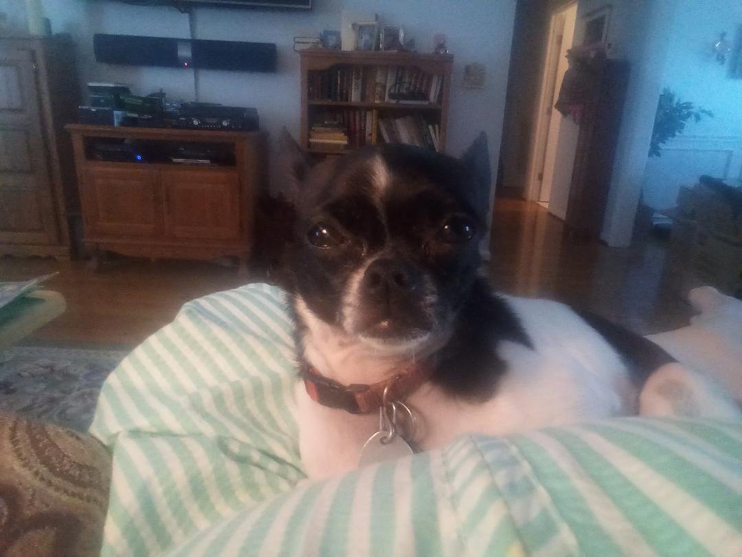 This is a picture of Abby. No luck in finding her to date. Please continue praying she comes home!