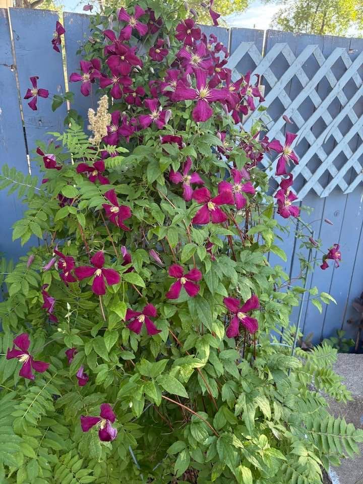 My other Clematis is blooming
