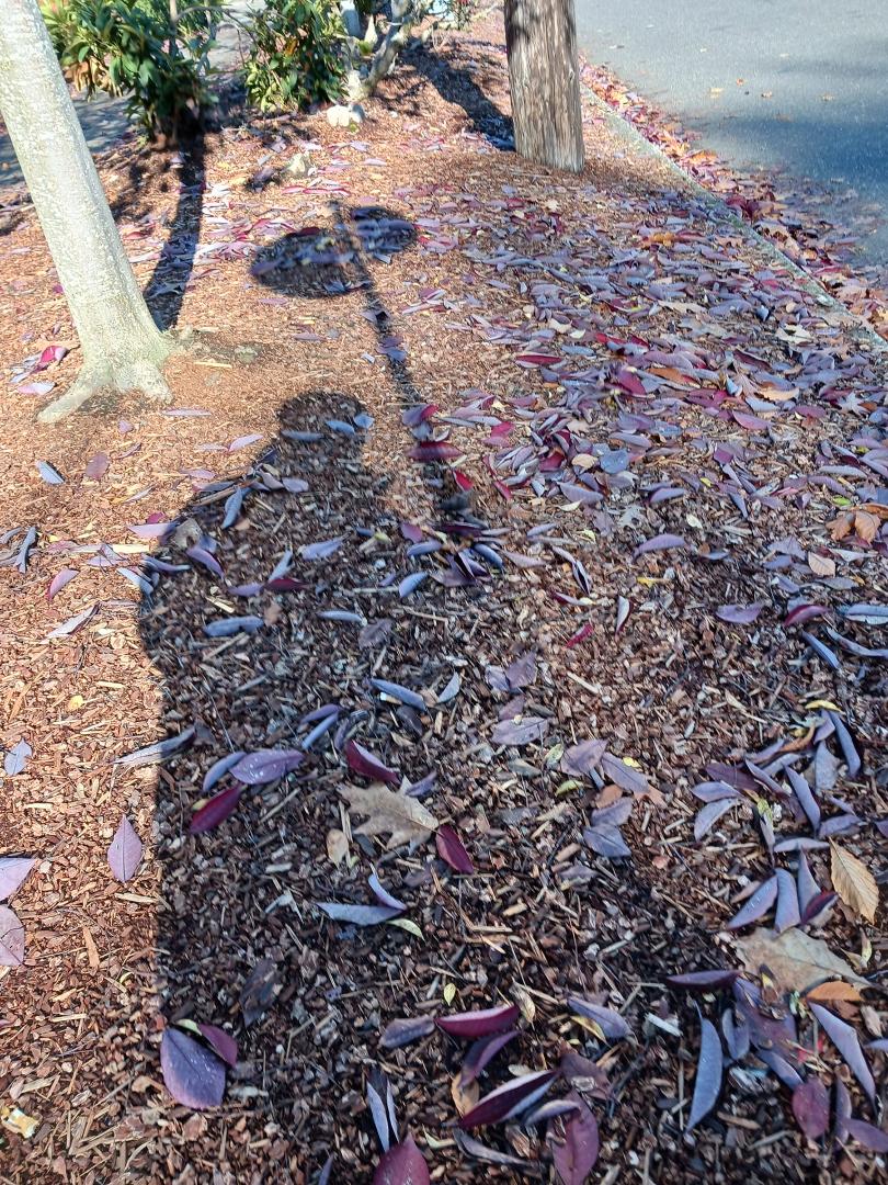 Waiting for the bus yesterday and saw my shadow with the bus stop sign. The ground covered with Leaf litter. All those leaves came down like a shower the day before.