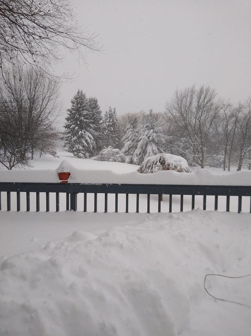 Our backyard today.