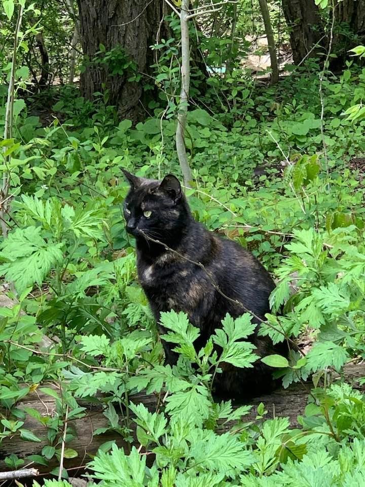 Aaaaand Lucy Brown, my cat