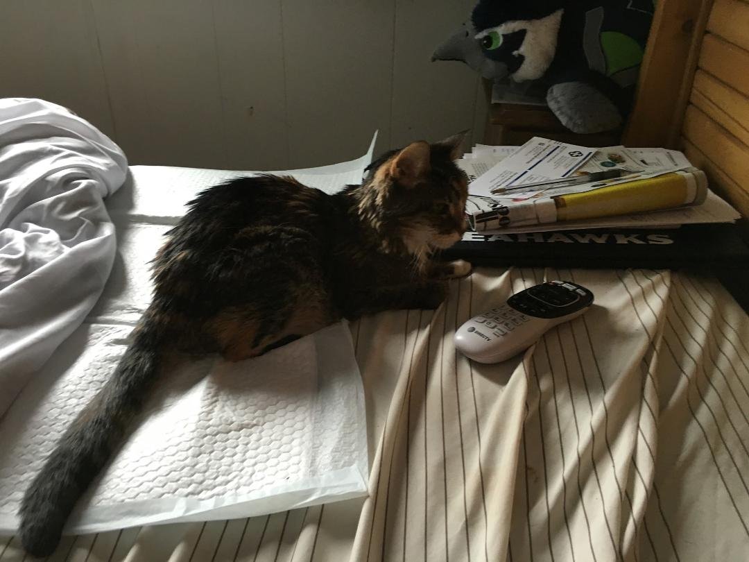 My 20 year old kitty is not doing well. No balance, won't eat, and no vet open. I hope she's not suffering too much😂😂
