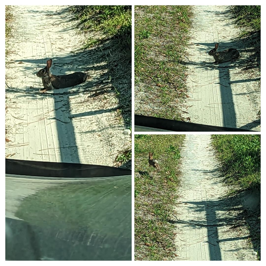 Now protected by guard bunny at the gate! I'm not saying our bunnies don't fear us. But the Kia driving up, honking the horn and finally Joe getting out with me yelling, the bunny finally, let us pass! #countryproblems #are