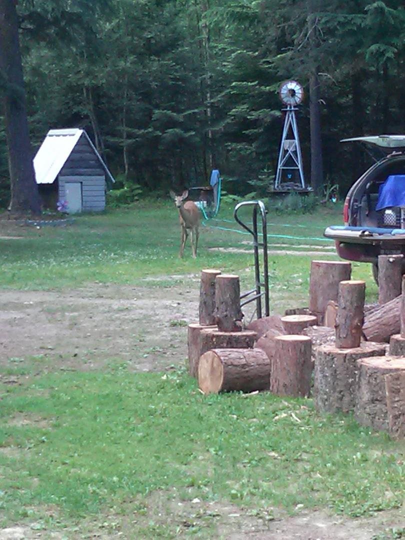 THESE DEER ARE NO MY FRIENDS PROPERTY EVERY DAY AND THE DEER HAVE THEIR OWN WATERING TROUGH.