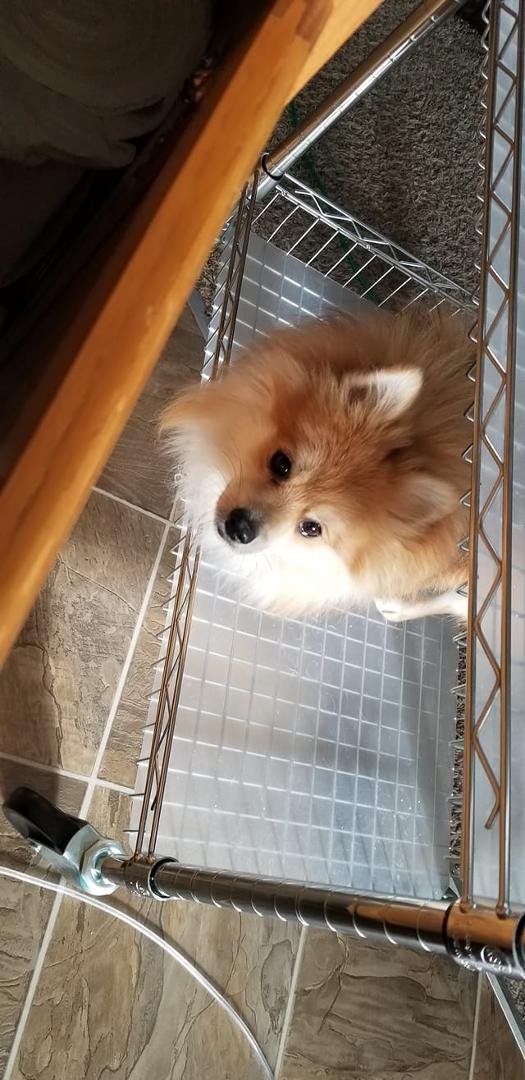 Peanut hitching a ride in my laundry cart. Yep, he is cute!! Lol