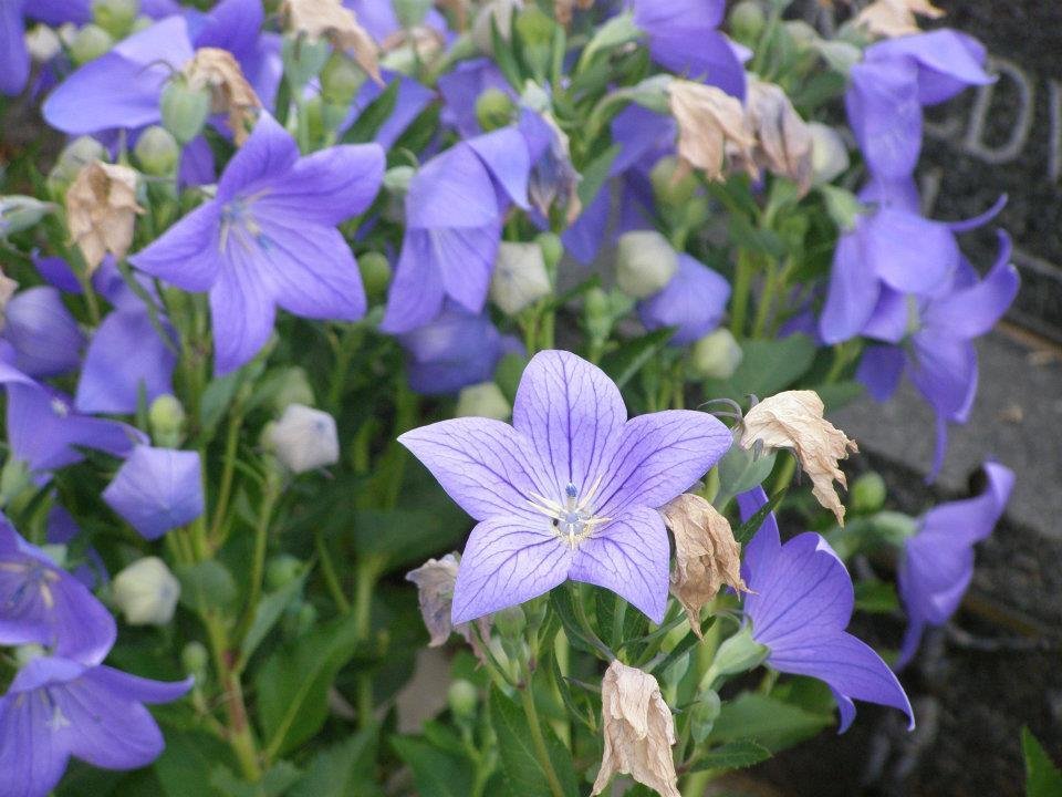 Jack's Flowers
