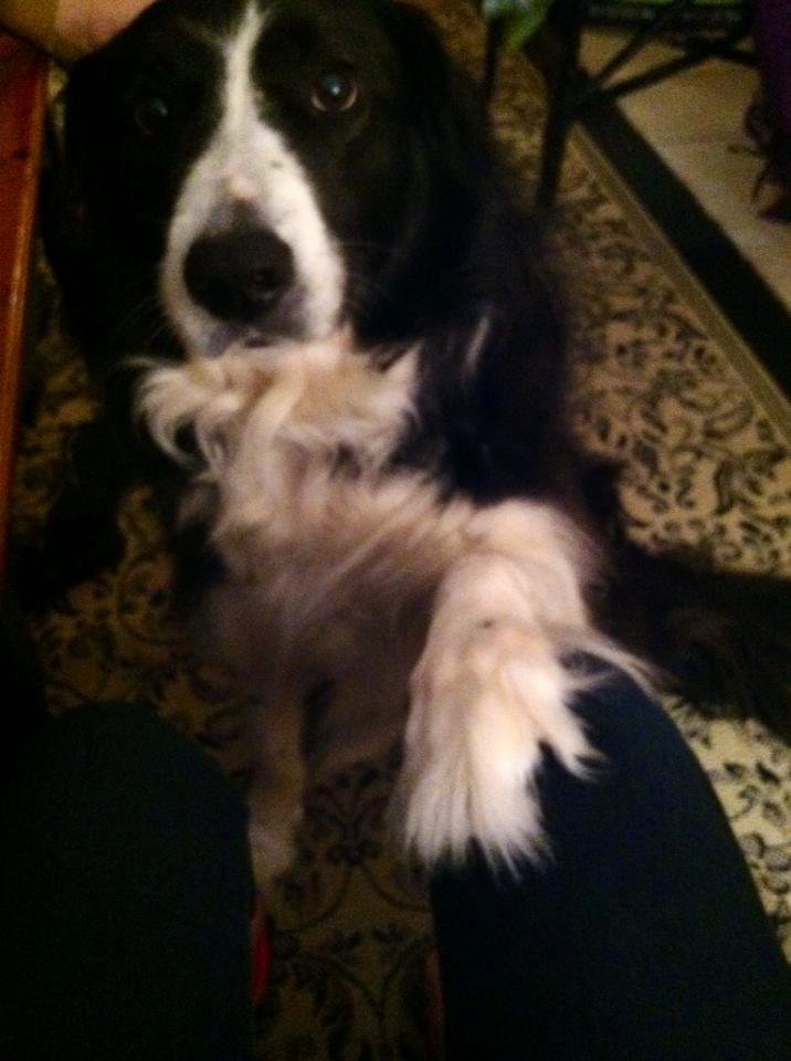 Shep the negotiator :P