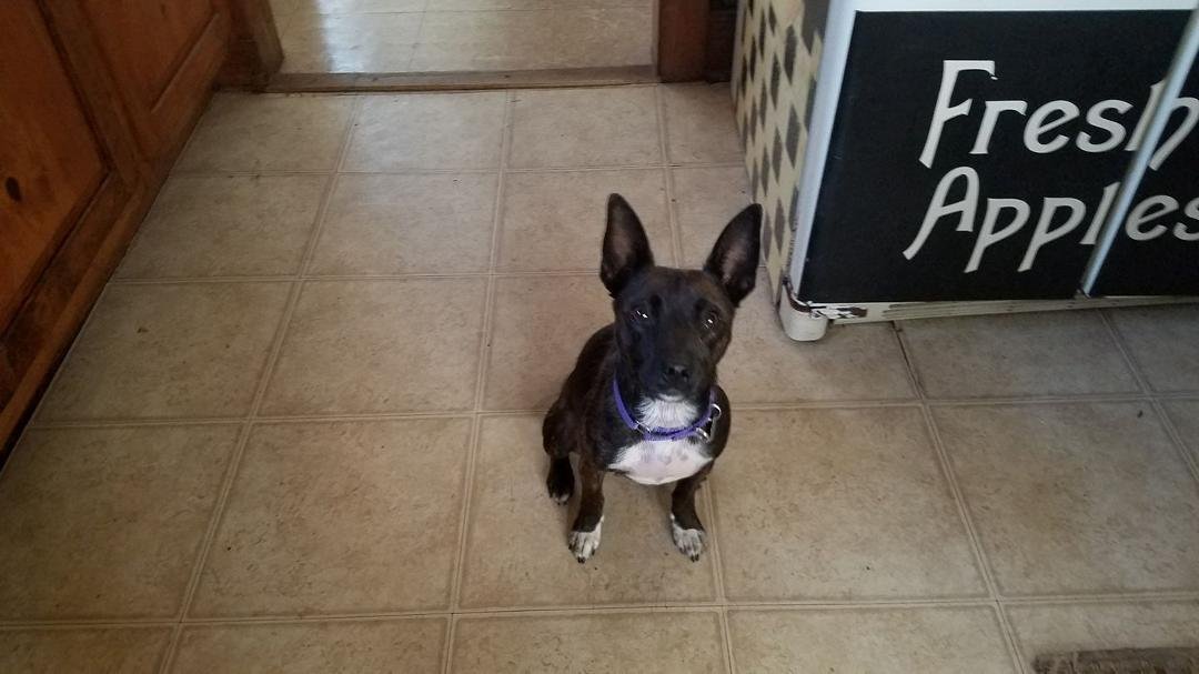 We welcone our new young lady, Mandy...part Boston and part ( maybe) Manchester. Good pal for Indigo!!