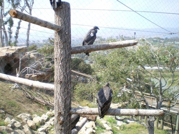California Condors