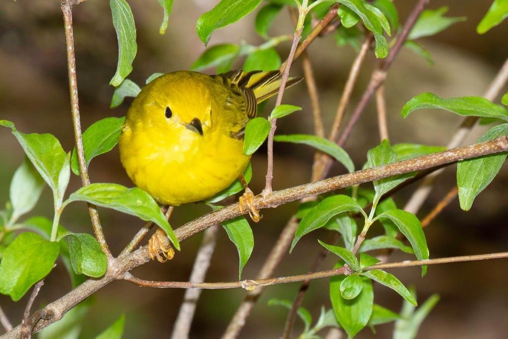 Yellow Warbler
