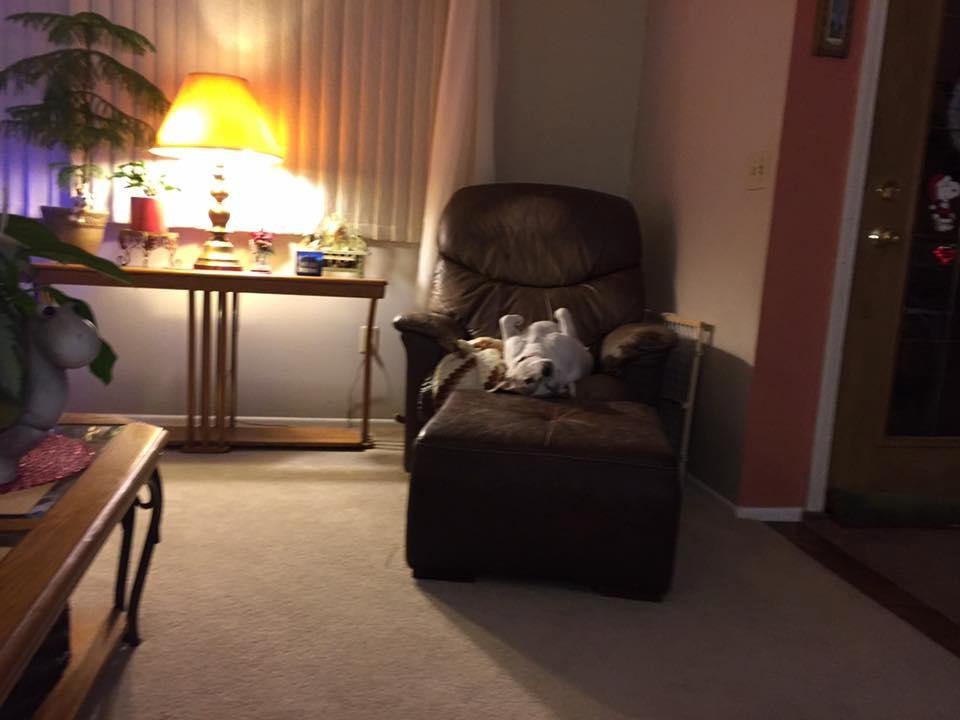 The dogs life.