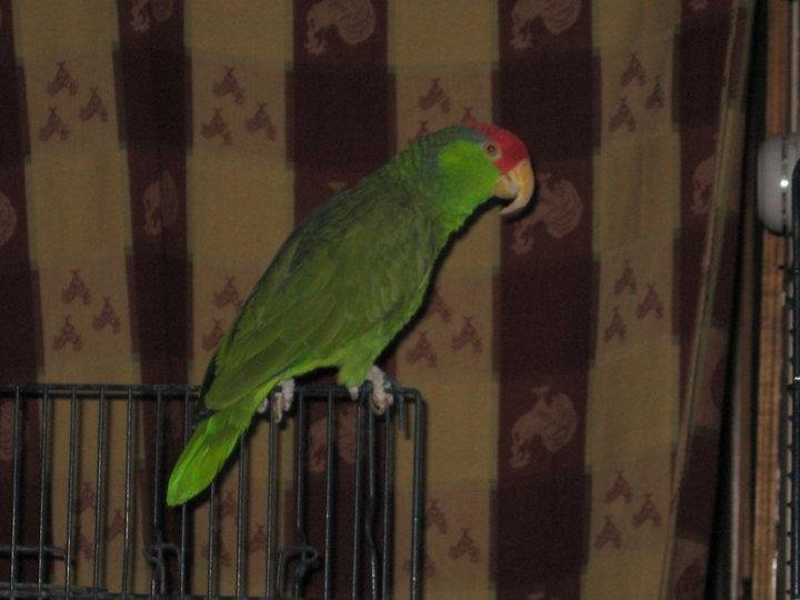 Red, my Mexican Red Headed Amazon