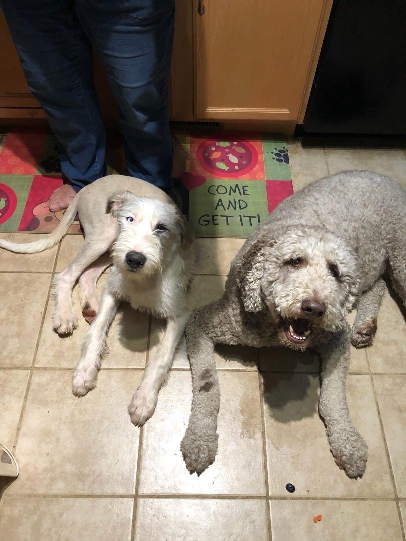 Happy Puppy day