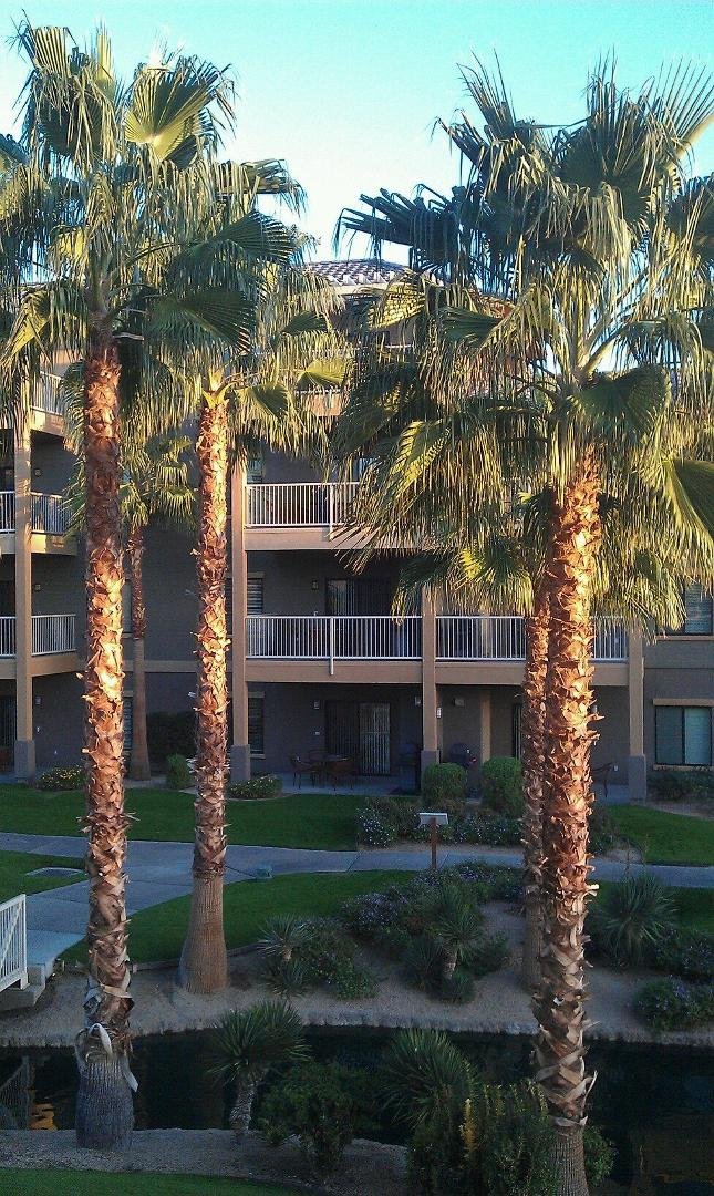 Some gorgeous palms to the left of our condo ...
