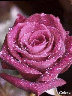True Friends Are Hard To Find
by ჱܓ Roses for You ჱܓ
http://apps.facebook.com/sendyourose_yckezs/?refsrc=album&g=590511