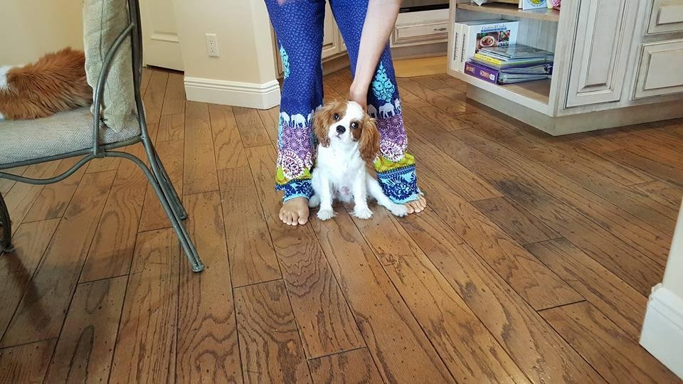 Ollie is a Cavalier King Charles Spaniel who comes from a champion line pedigree, he is about four and a half months old and almost potty trained. He is the sweetest but most rambunctious King Charles Spaniel that I've owne