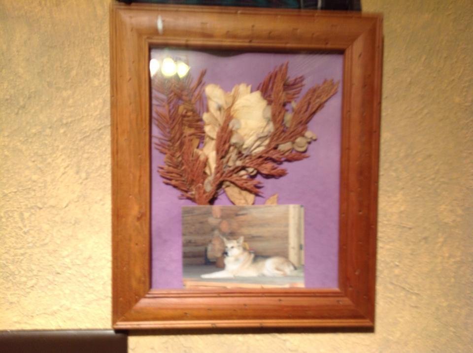 Timber Woman of the Tetons best Dog!