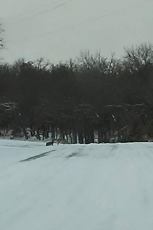 Saw several deer

Then came home around three....forgot the Smores ingredients so no point on staying...