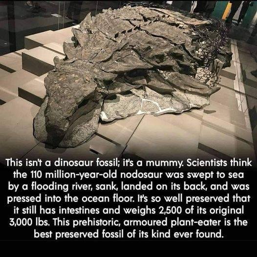 I DON'T KNOW HOW MANY OF YOU WERE FOLLOWING THE GABBY PETITO STORY BUT THIS IS TRULY AMAZING, THIS BEAST HAS BEEN PRESERVED FOR OVER 110 MILLION YEARS IN THE OCEAN, BUT YET THEY SAY B. LAUNDRIE AFTER AT THE MOST 1 MONTH SUP