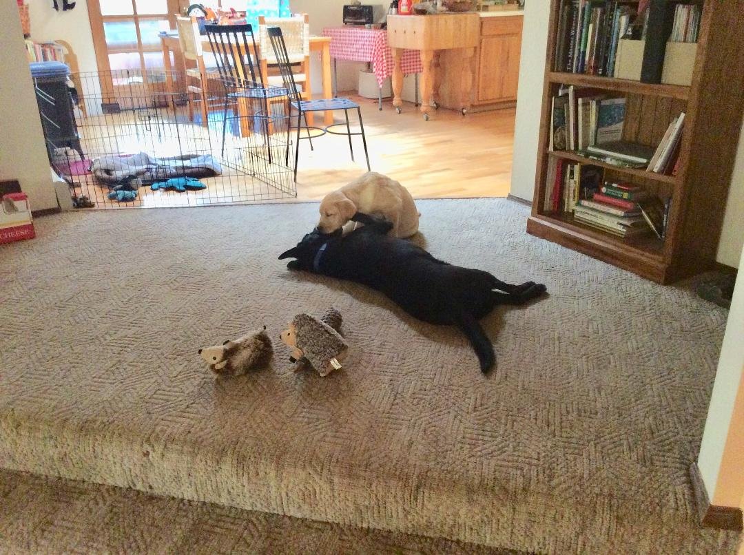 At the end of the day, our 15 week old Lab, Rio, being schooled by Aunt Mallory.