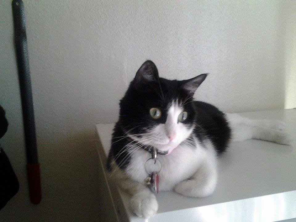 I'm a sexy cat