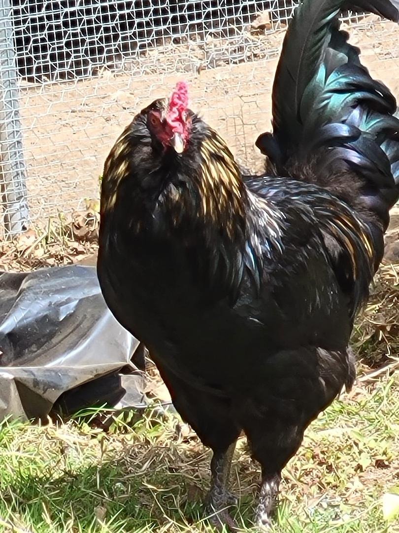 It's Official...a call from Holliston (Dept of Health) says an Animal control officer may appear at our door to tell us about a noise complaint regarding our rooster. Pool Ollie will be "re-homed" to a local sanctuary, a