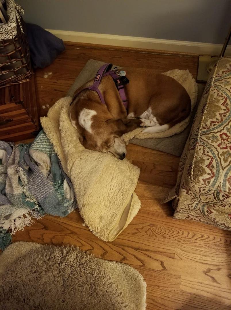 Over the pastthree years my dogs bed jad been in the same spot. Lately she had started rearranging it. I don't know what she is hoping to achieve.