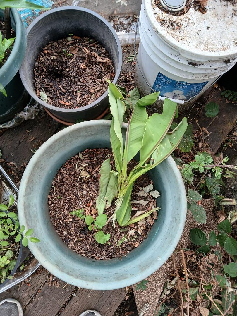There used to be three beautiful recovering bannana plants in these two pots. They were eaten to below the dirt line by roof rats that invaded my house during the time I was gone during the ice storm. And then I put them ou