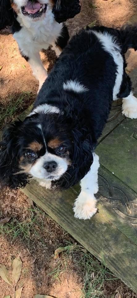 My sweet Sophia crossed the Rainbow Bridge today. She was 13 1/2 and one of my original 4 Cavalier King Charles Spaniels. Sophia was the sweetest baby, RIP Sophia!