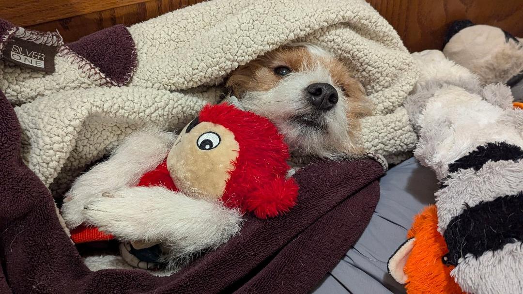 "No, you cannot have my red baby. I will not let it go!" -Bentley
We bought a pack of the dog buttons to start training the dogs to alert us when they need something. Dude here is getting to be a champ at it. It's like he