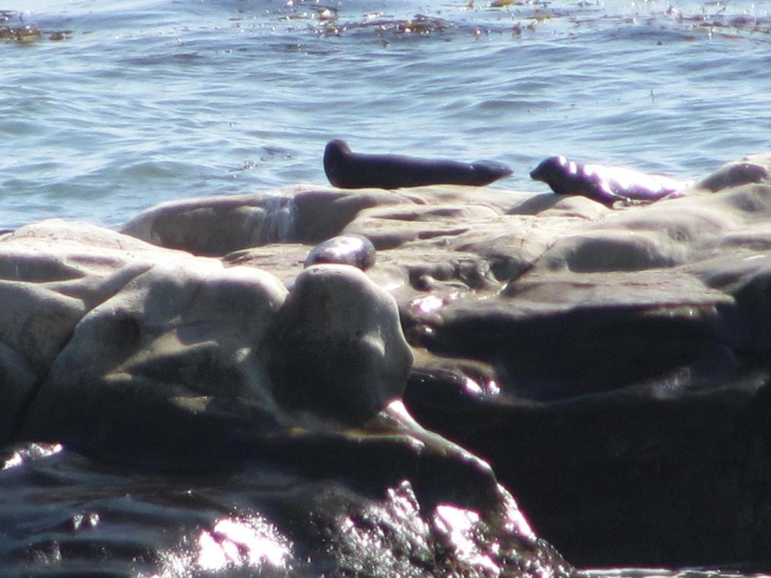 Scott Minnoch's album, central coast pics