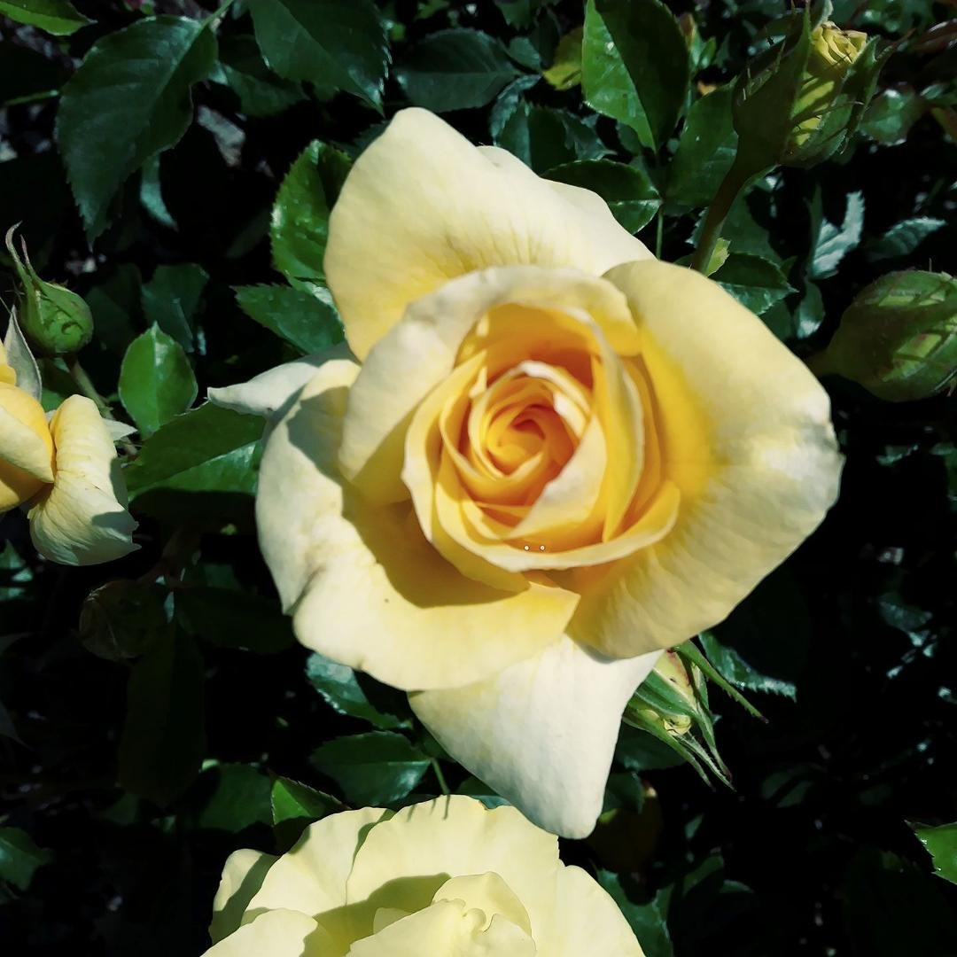 1st blooms