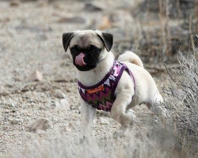 Went out Geo cacheing yesterday & took Pebbles she really enjoyed it untill she got tired