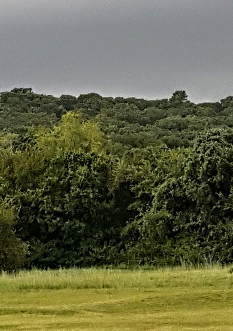 The rain here