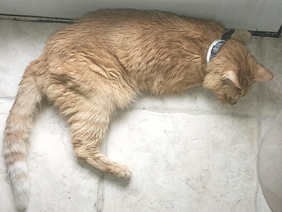 He's in his last days. This is his hospice stage right now. He won't frankly make it to next week. But Chairman's been with me through everything, for almost 20 years. He's been with me longer than any girlfriend I ever had