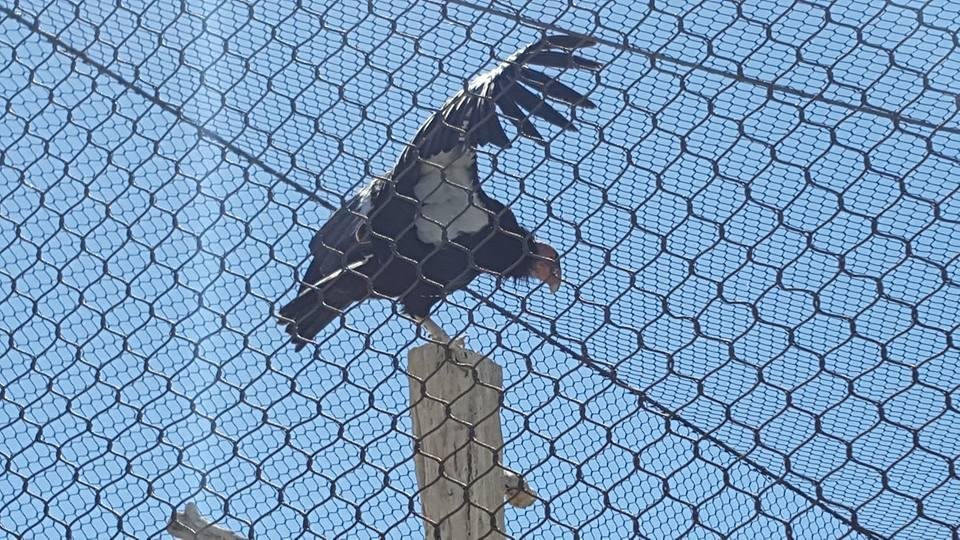 This guy was warming up. He jumped up and down and flapped his wings for us.