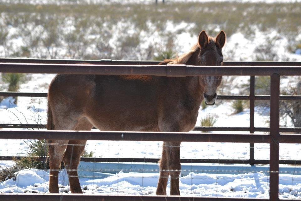 SMALL MULE OUTSIDE OF CARLSBAD, NM  12.27.11