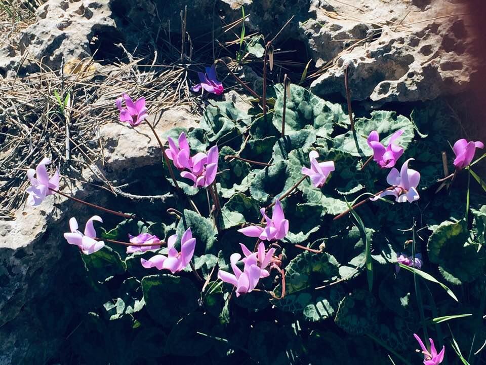 Ramot forest today