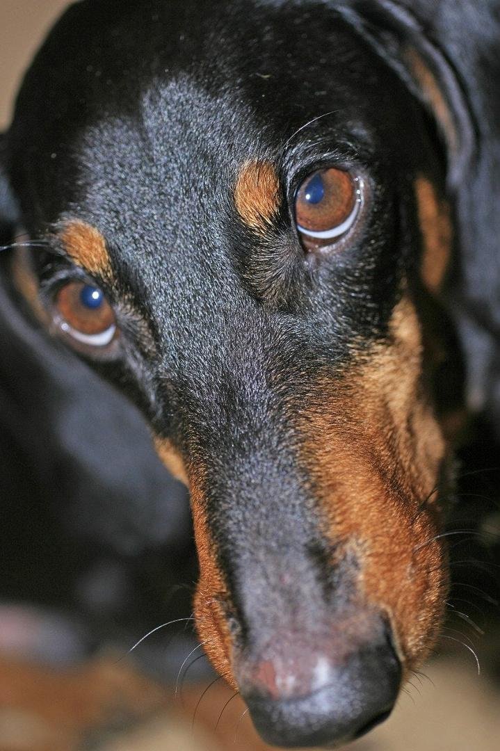 This morning, I offered a visiting dog my homemade doggie food, which I made in front of him, consisting of cooked fresh chicken breast, yams, carrots, and peas.  All previous dog visitors gobble it down and clamor for more