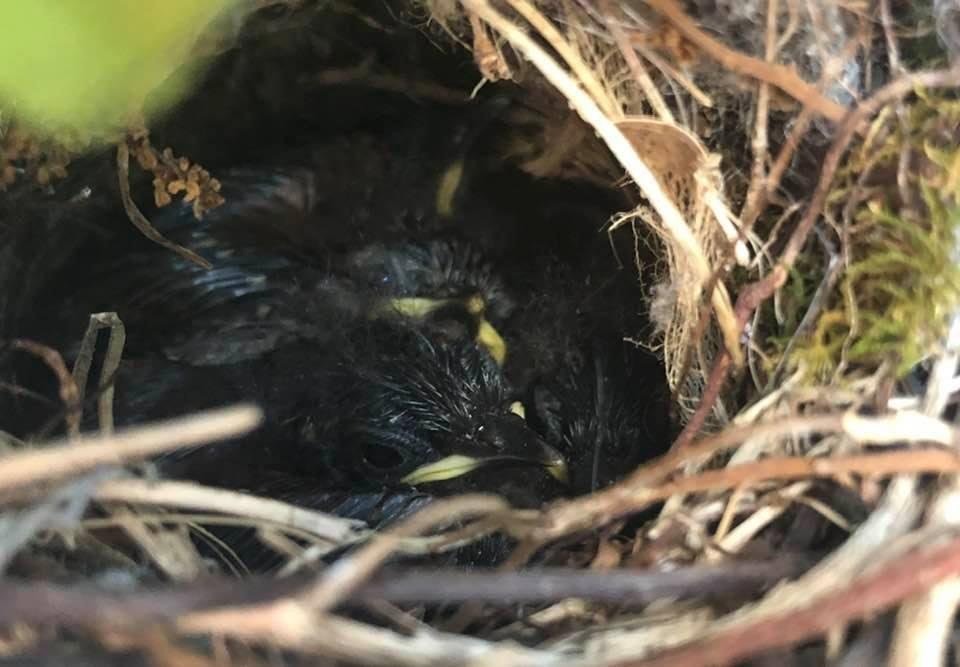 Our baby Carolina Wrens are growing by the day and getting their feathers. They have great appetites...Mom and Dad feed them constantly! There are 5 in this little nest. They were sleeping..got one to wake up and cheese for
