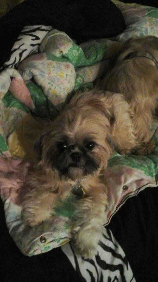 doris