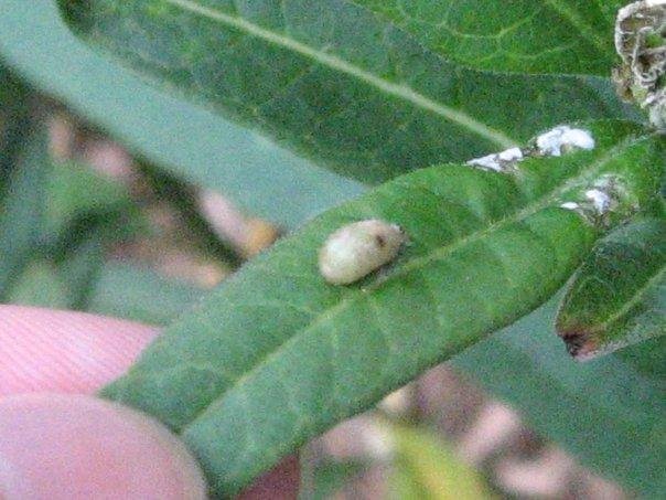 Here is an egg for another caterpillar
