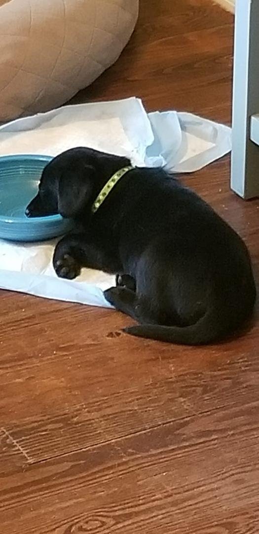 Have a relaxing evening. #piedmontanimalrescue